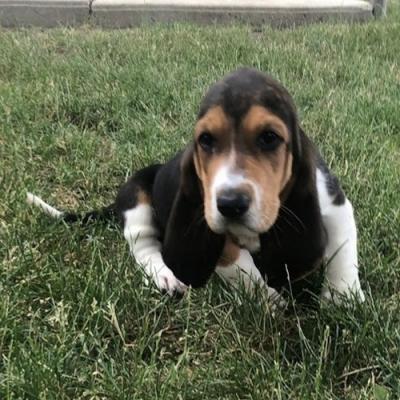 Beautiful Pedigree Basset Hound Pups for sale NOW